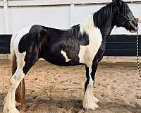 futurity-eligible-drum-horse