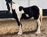 tobiano-drum-filly