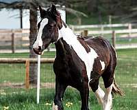 all-around-drum-horse