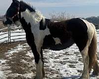 longe-line-drum-horse