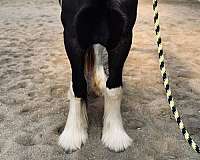draft-drum-horse