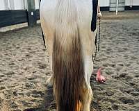 flashy-drum-horse