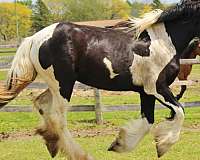 project-drum-horse
