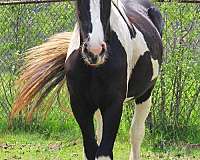tobiano-all-around-horse