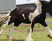 tobiano-athletic-horse