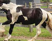 trail-drum-horse