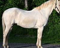 all-around-quarter-horse