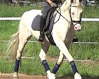 beginner-quarter-horse
