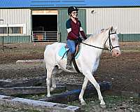 athletic-quarter-horse