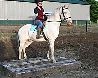 blue-eyed-quarter-horse