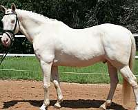 dressage-quarter-horse
