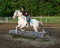 drill-team-quarter-horse