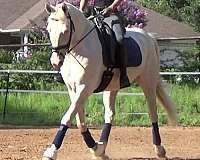 endurance-quarter-horse