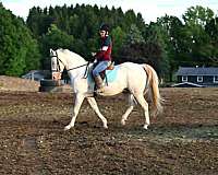 english-pleasure-quarter-horse