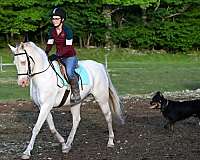 equitation-quarter-horse