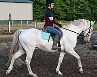 eventing-quarter-horse
