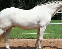 experienced-quarter-horse