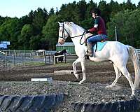 flashy-quarter-horse
