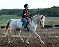 jumper-quarter-horse