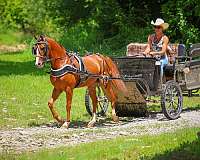 train-morgan-horse