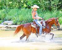 all-around-morgan-horse