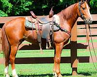 athletic-morgan-horse