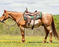 athletic-quarter-horse