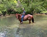 beginner-quarter-horse