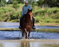calf-roping-quarter-horse