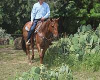 athletic-quarter-horse