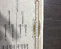 beginner-quarter-horse