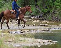endurance-quarter-horse