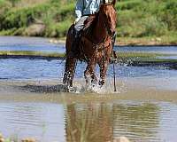 experienced-quarter-horse