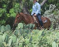 flashy-quarter-horse