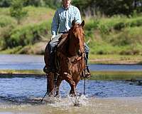 husband-safe-quarter-horse