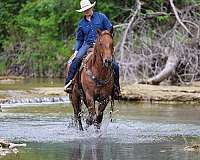 kid-safe-quarter-horse