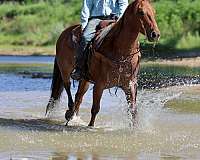 ranch-quarter-horse