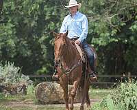 ranch-versatility-quarter-horse