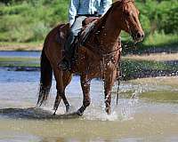 ranch-work-quarter-horse