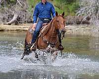 ridden-western-quarter-horse