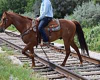 roping-quarter-horse