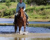 trail-quarter-horse