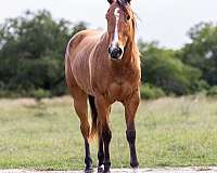 athletic-quarter-horse