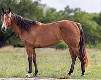 beginner-quarter-horse