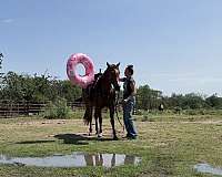 calf-roping-quarter-horse