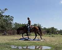 endurance-quarter-horse