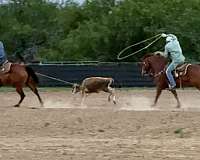 experienced-quarter-horse