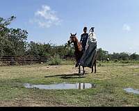 performance-quarter-horse