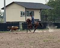 ranch-quarter-horse