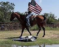 ranch-versatility-quarter-horse